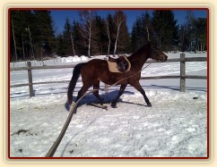 Tříletá Ascara poprvé na lonži