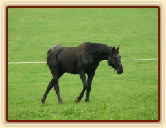 Carthago hlídkuje...