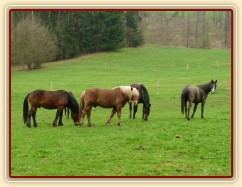 Stádo hřebců...