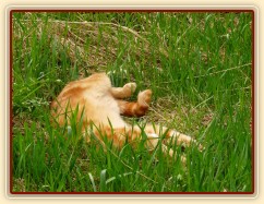 Kocour se moc unavil...:-)