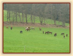Stádo klisen, momentálně je v něm 21 koní