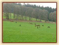 Stádo klisen, momentálně je v něm 21 koní