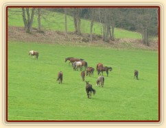 Stádo klisen, jdeme se pást...