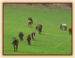 Stádo klisen, jdeme se pást...
