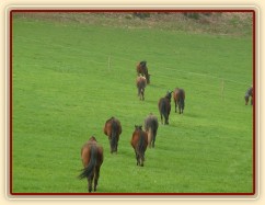 Stádo klisen, jdeme se pást...