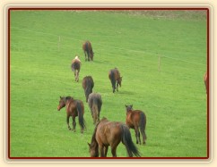 Stádo klisen, jdeme se pást...