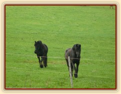 Nejnovější přírůstci, dvě fríské klisny