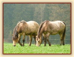 Naši poníci, tradičně na jaře "plesniví" :-)