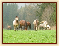 Naši poníci, tradičně na jaře "plesniví" :-)