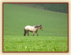 Fiona je velice aktivní began...