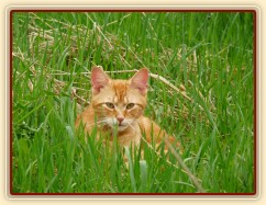 Tráva už je dost narostlá...:-)