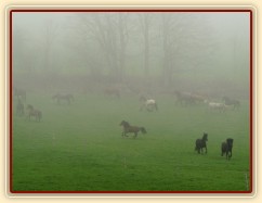 Stádo klisen dovádí po vypuštění na pastvinu