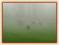 Stádo klisen dovádí po vypuštění na pastvinu
