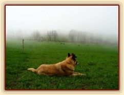 Psi mají vše pod kontrolou:-)