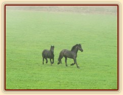 Nejnovější přírůstci, dvě fríské klisny