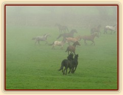 Stádo klisen dovádí po vypuštění na pastvinu