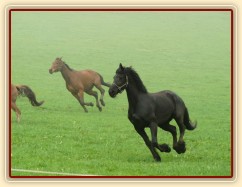 Stádo klisen dovádí po vypuštění na pastvinu