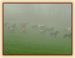 Stádo klisen dovádí po vypuštění na pastvinu