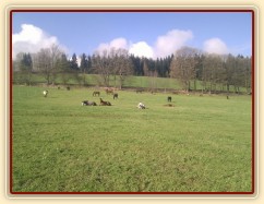 Stádo klisen, siesta