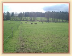 Stádo klisen, siesta