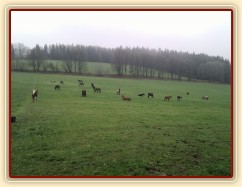 Stádo klisen, siesta