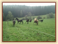 Hřebci dovádí po vypuštění na pastvinu...