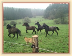 Hřebci dovádí po vypuštění na pastvinu...