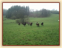 Hřebci dovádí po vypuštění na pastvinu...