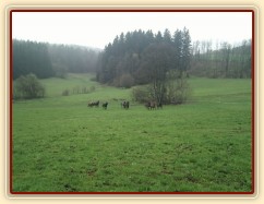 Hřebci dovádí po vypuštění na pastvinu...