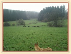 Hřebci dovádí po vypuštění na pastvinu...