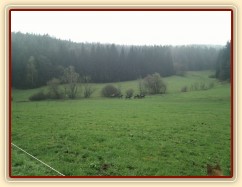 Hřebci dovádí po vypuštění na pastvinu...