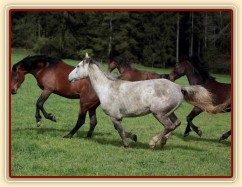 Foto Zdeňka Šimková