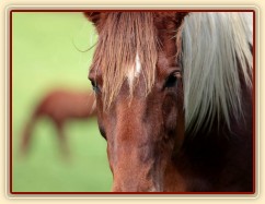 Foto Zdeňka Šimková