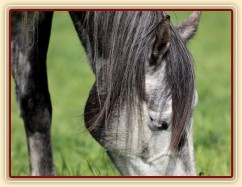 Foto Zdeňka Šimková