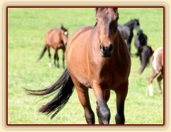 Foto Zdeňka Šimková