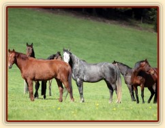 Foto Zdeňka Šimková