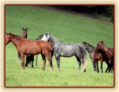 Foto Zdeňka Šimková