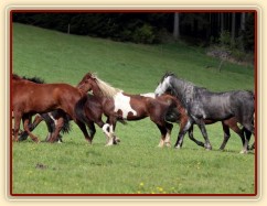 Foto Zdeňka Šimková