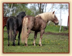 Foto Zdeňka Šimková