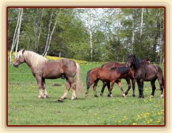 Foto Zdeňka Šimková