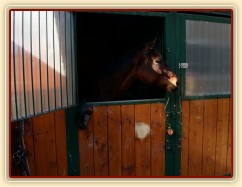 "Ubytování" Agáty v Masečíně