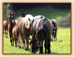 Foto Zdeňka Šimková