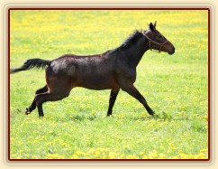 Foto Zdeňka Šimková