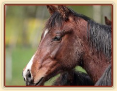 Foto Zdeňka Šimková