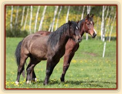 Foto Zdeňka Šimková