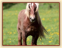 Foto Zdeňka Šimková