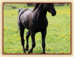 Foto Zdeňka Šimková