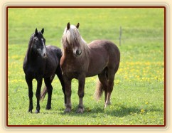 Foto Zdeňka Šimková