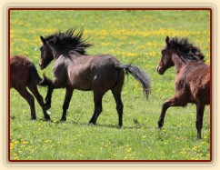 Foto Zdeňka Šimková