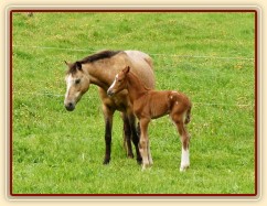 25.5.2013 - Greisy porodila kobylku po Ojoetsjni´s Grevenrit